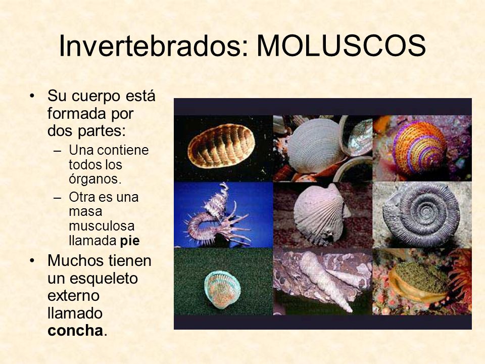 Invertebrados: MOLUSCOS