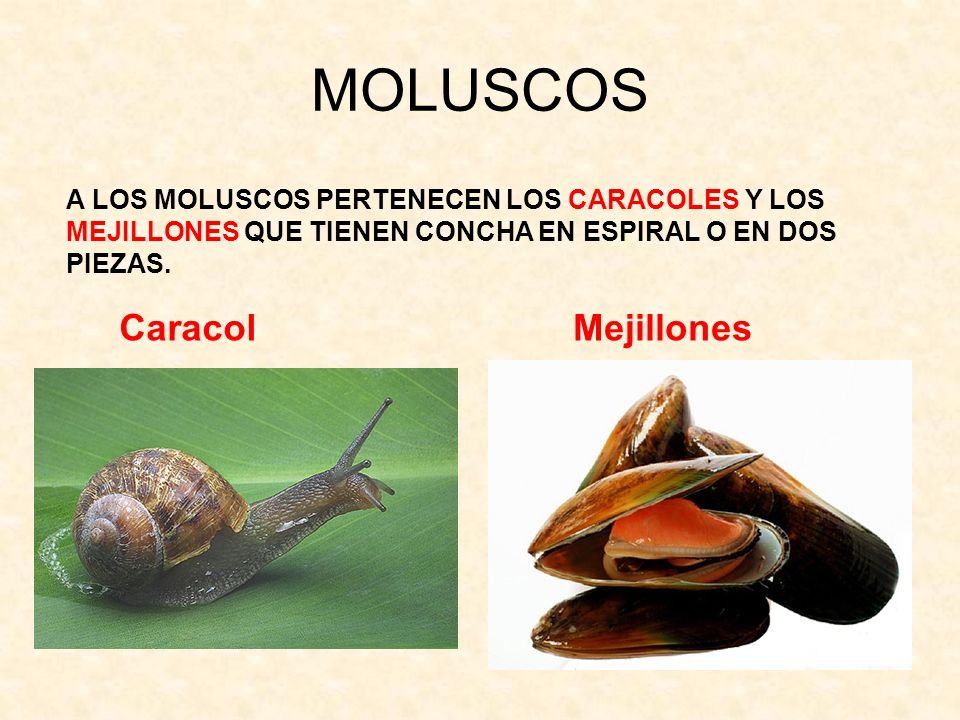 MOLUSCOS Caracol Mejillones