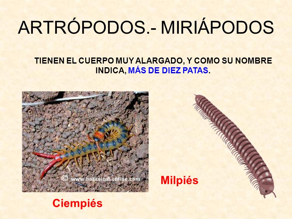 ARTRÓPODOS.- MIRIÁPODOS