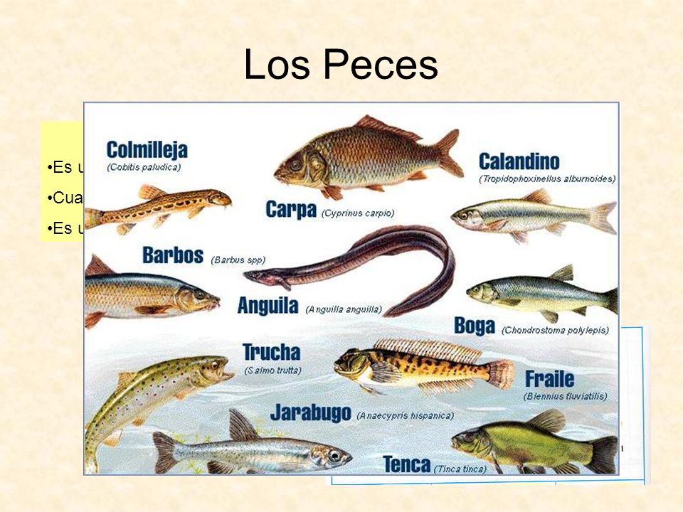 Los Peces La merluza Es un pez de agua salada y es carnívoro.
