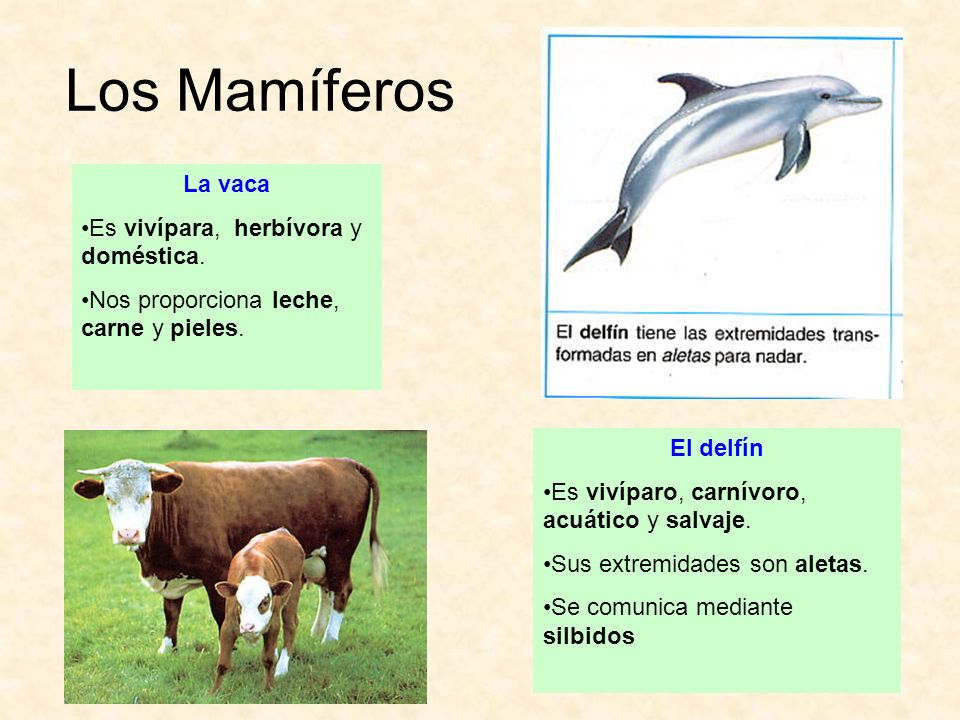 Los Mamíferos La vaca Es vivípara, herbívora y doméstica.