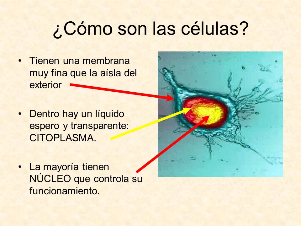 ¿Cómo son las células Tienen una membrana muy fina que la aísla del exterior. Dentro hay un líquido espero y transparente: CITOPLASMA.