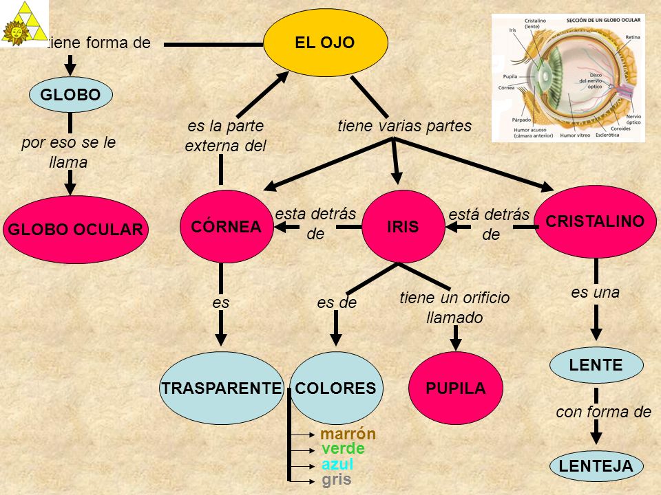 EL OJO tiene forma de. GLOBO. es la parte. externa del. tiene varias partes. por eso se le. llama.