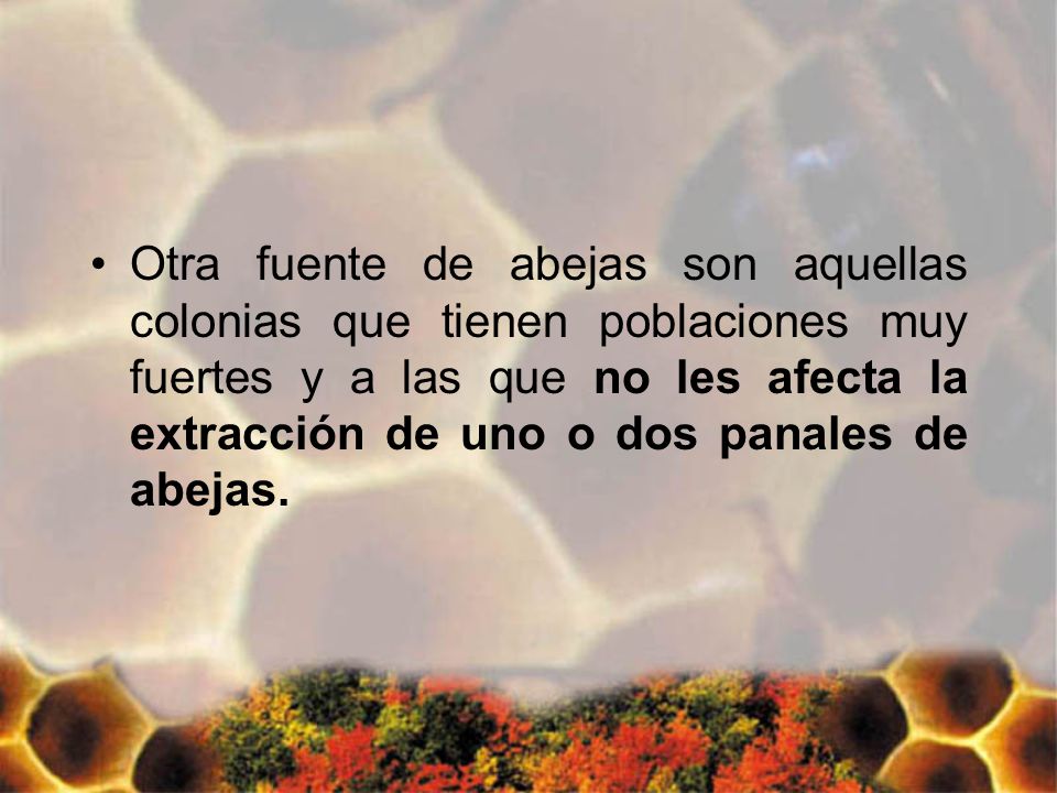 Otra fuente de abejas son aquellas colonias que tienen poblaciones muy fuertes y a las que no les afecta la extracción de uno o dos panales de abejas.
