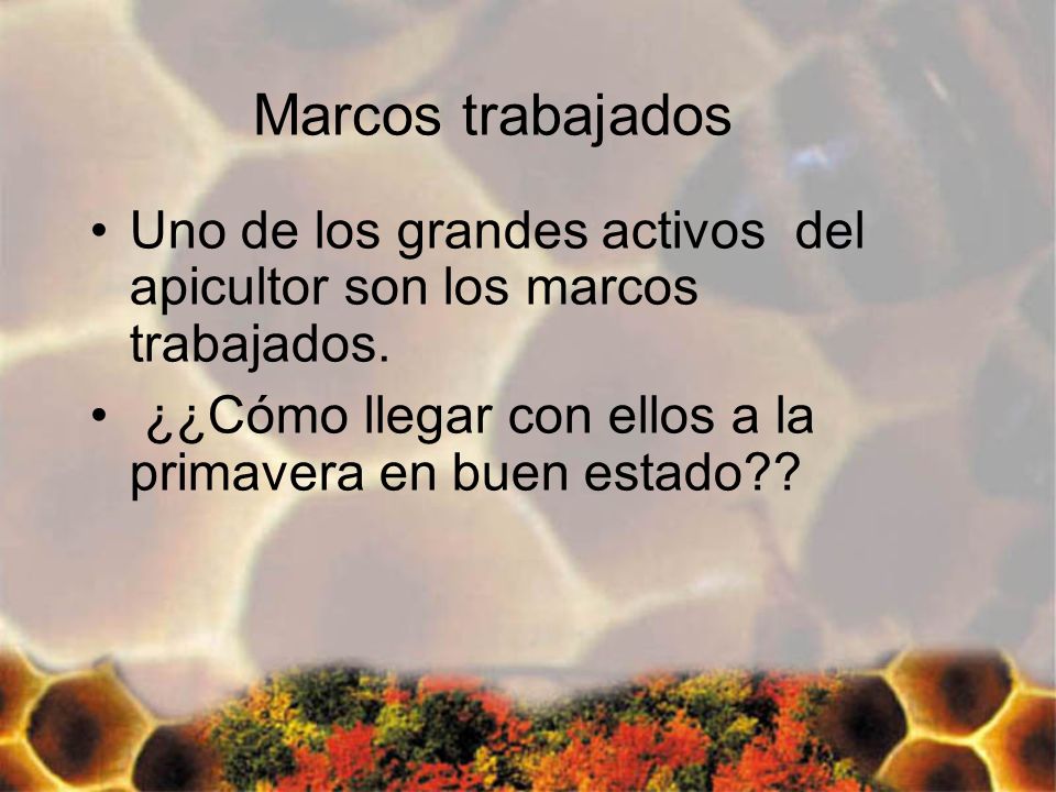 Marcos trabajados Uno de los grandes activos del apicultor son los marcos trabajados.