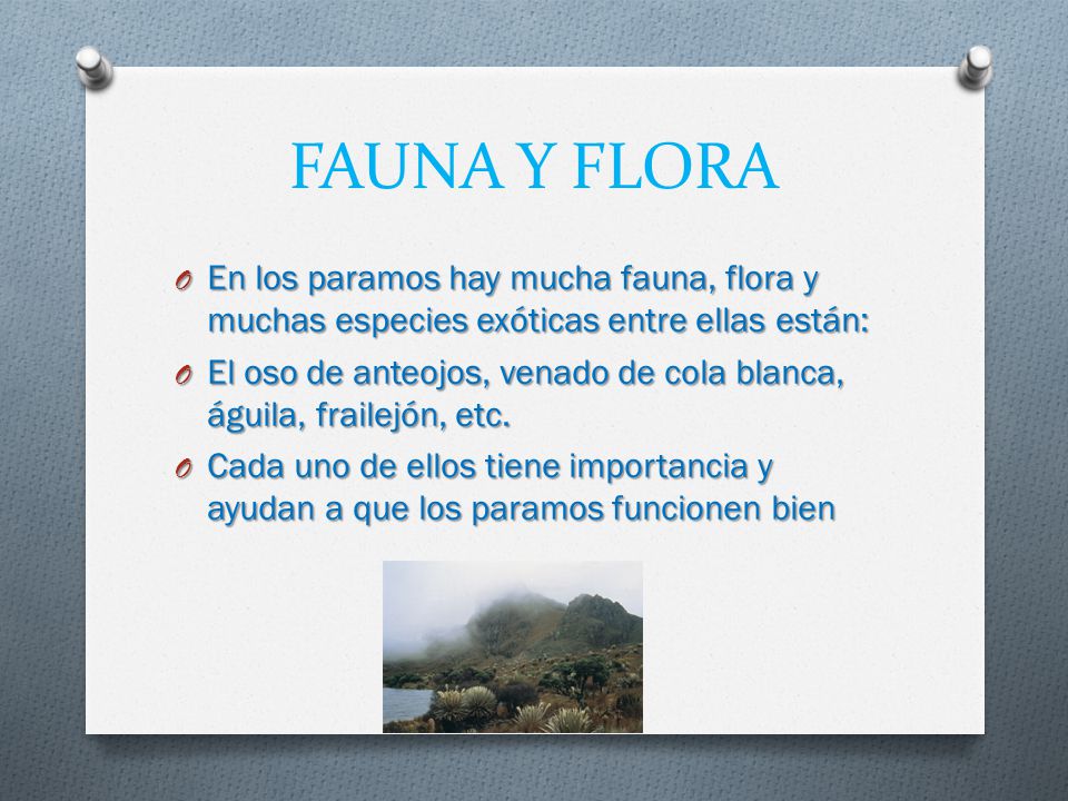 FAUNA Y FLORA En los paramos hay mucha fauna, flora y muchas especies exóticas entre ellas están: