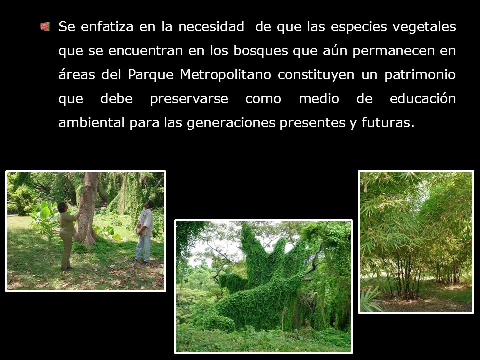 Se enfatiza en la necesidad de que las especies vegetales que se encuentran en los bosques que aún permanecen en áreas del Parque Metropolitano constituyen un patrimonio que debe preservarse como medio de educación ambiental para las generaciones presentes y futuras.