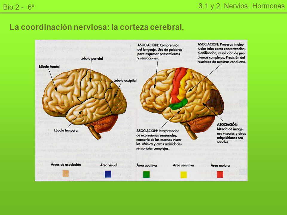 La coordinación nerviosa: la corteza cerebral.