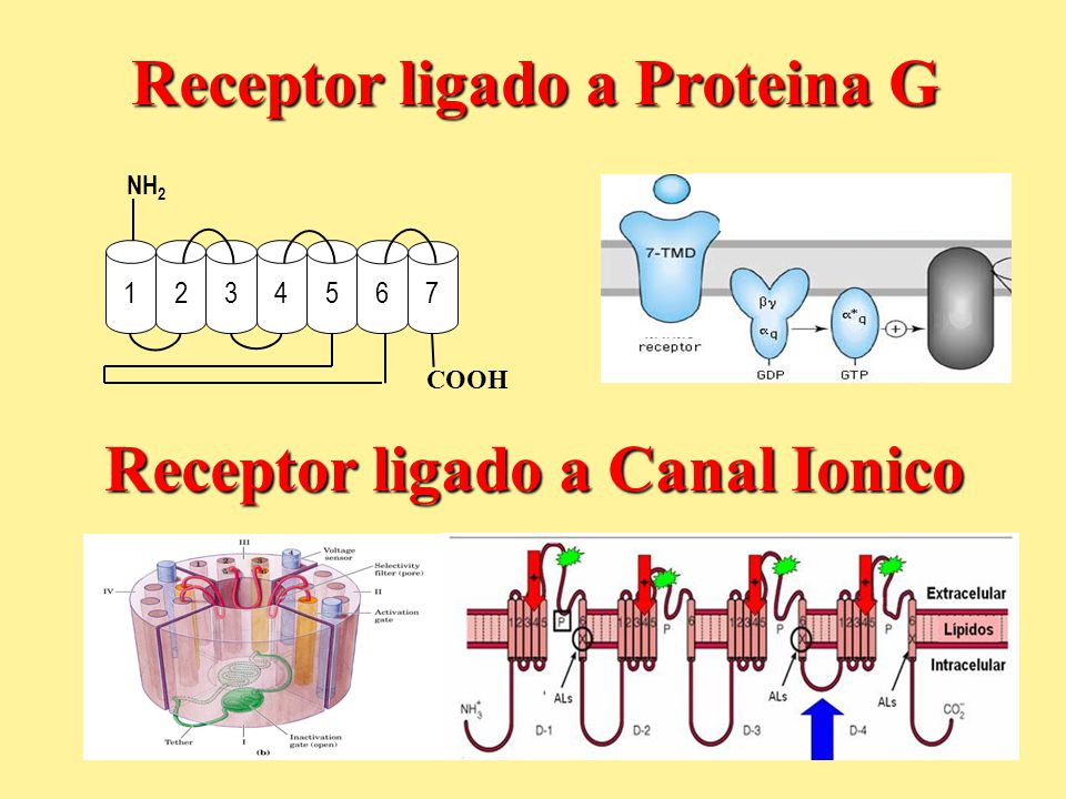 Receptor ligado a Proteina G Receptor ligado a Canal Ionico