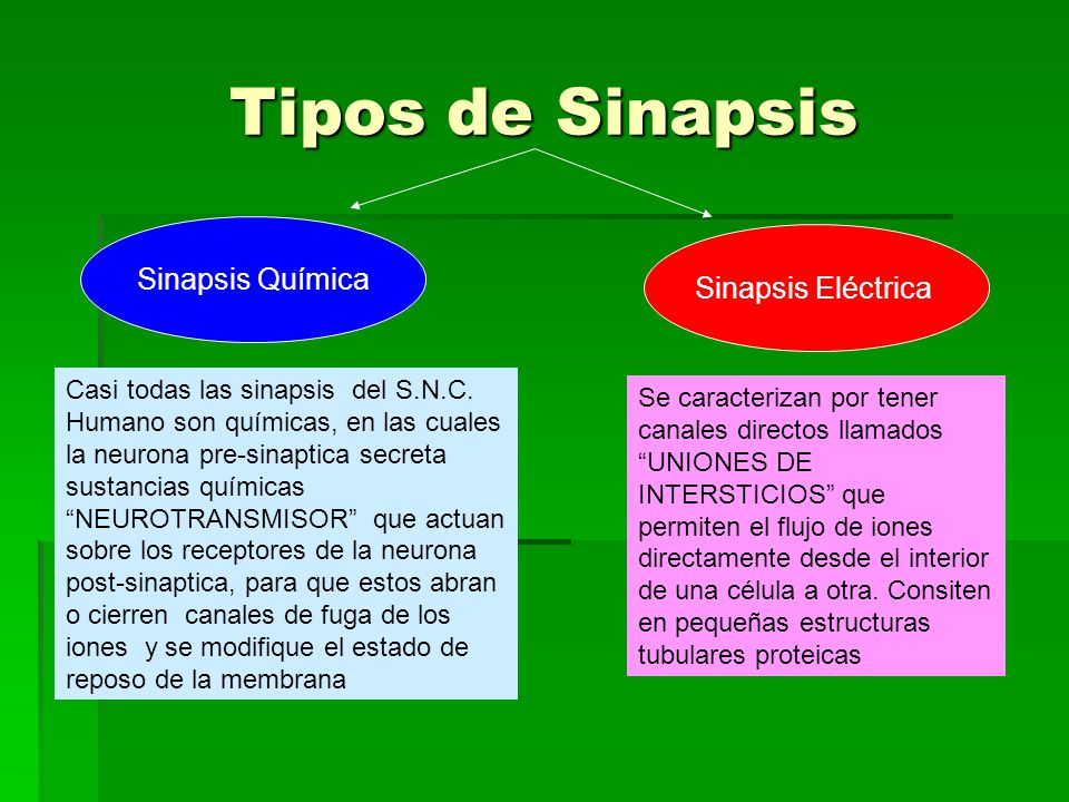 Tipos de Sinapsis Sinapsis Química Sinapsis Eléctrica