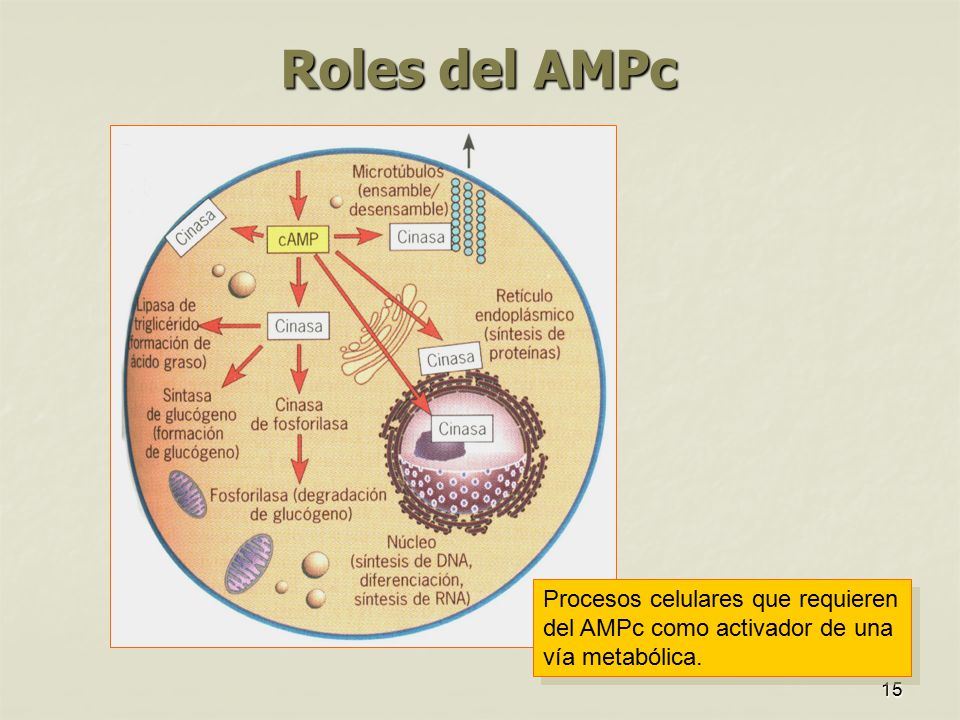 Roles del AMPc Procesos celulares que requieren del AMPc como activador de una vía metabólica.