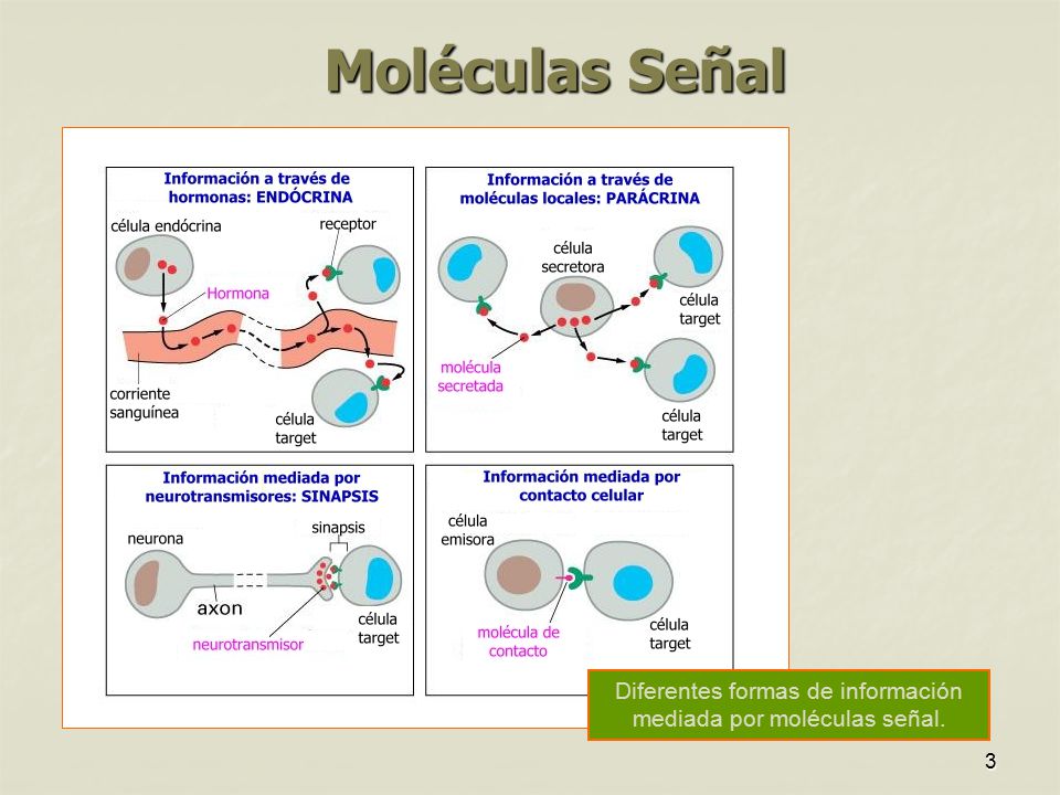 Diferentes formas de información mediada por moléculas señal.