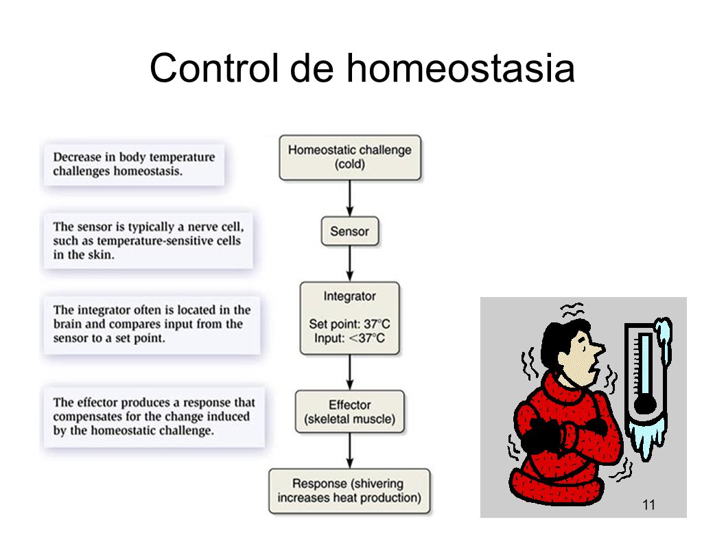 Control de homeostasia