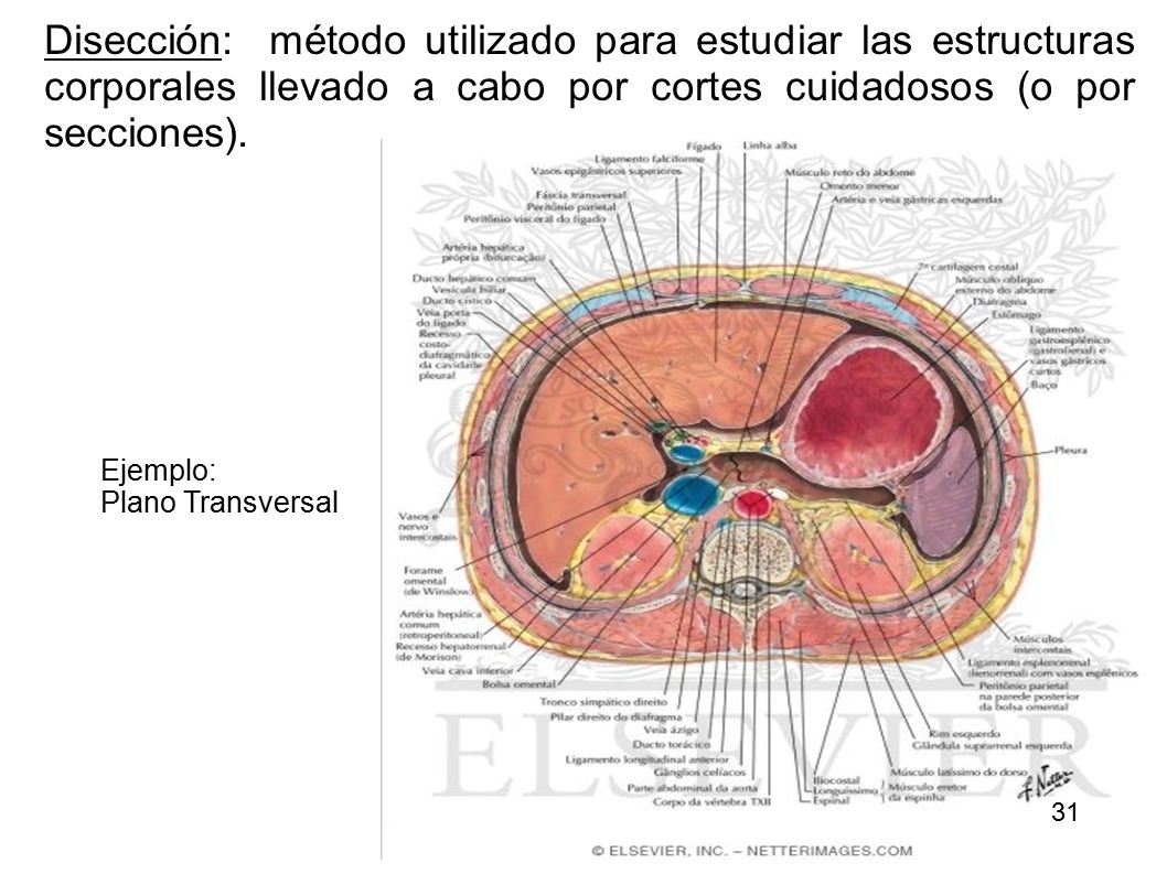 Disección: método utilizado para estudiar las estructuras corporales llevado a cabo por cortes cuidadosos (o por secciones).