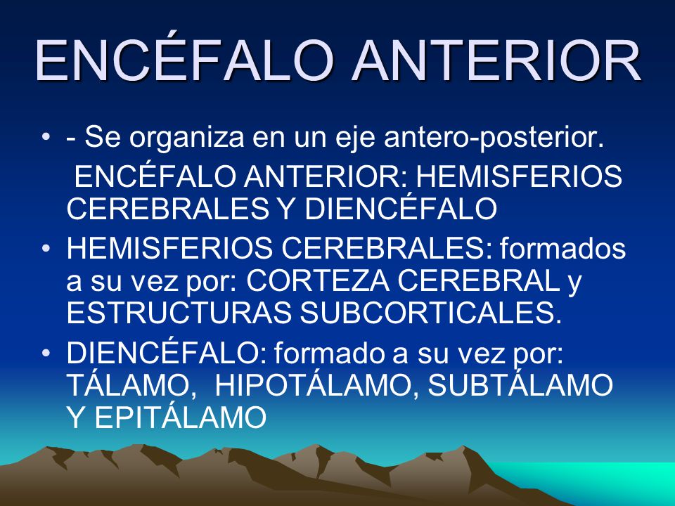 ENCÉFALO ANTERIOR - Se organiza en un eje antero-posterior.