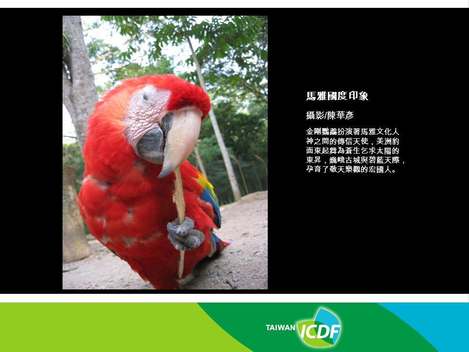 馬雅國度印象 攝影/陳華彥 金剛鸚鵡扮演著馬雅文化人神之間的傳信天使，美洲豹面東起舞為蒼生乞求太陽的東昇，巍峨古城與碧藍天際，孕育了敬天樂觀的宏國人。