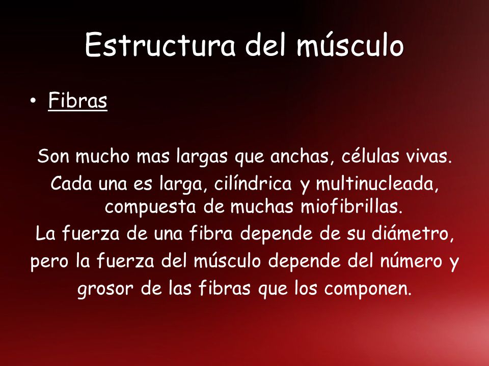 Estructura del músculo
