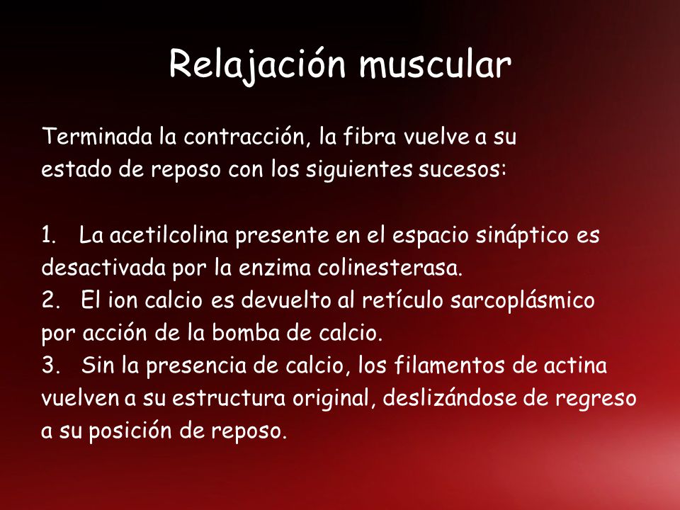 Relajación muscular Terminada la contracción, la fibra vuelve a su