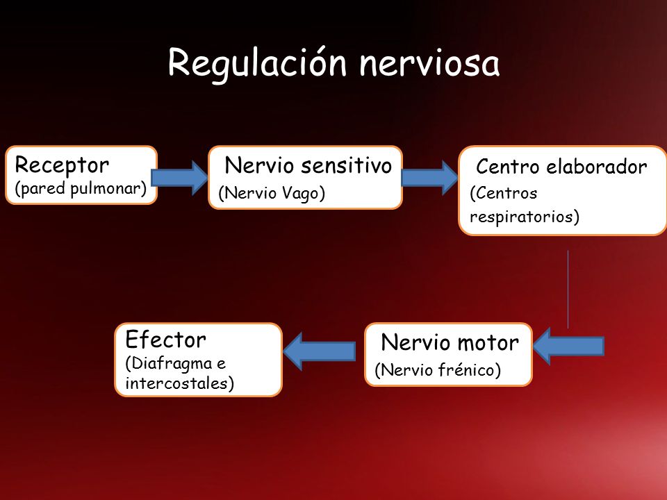 Regulación nerviosa Receptor Nervio sensitivo Efector Nervio motor