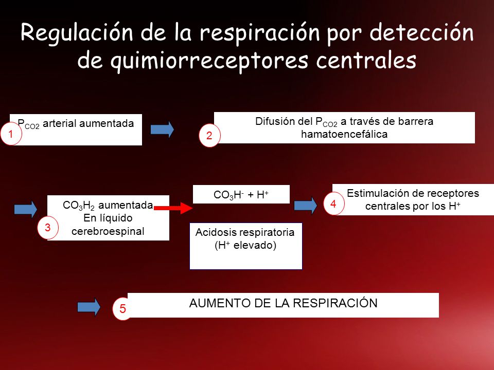 Regulación de la respiración por detección de quimiorreceptores centrales
