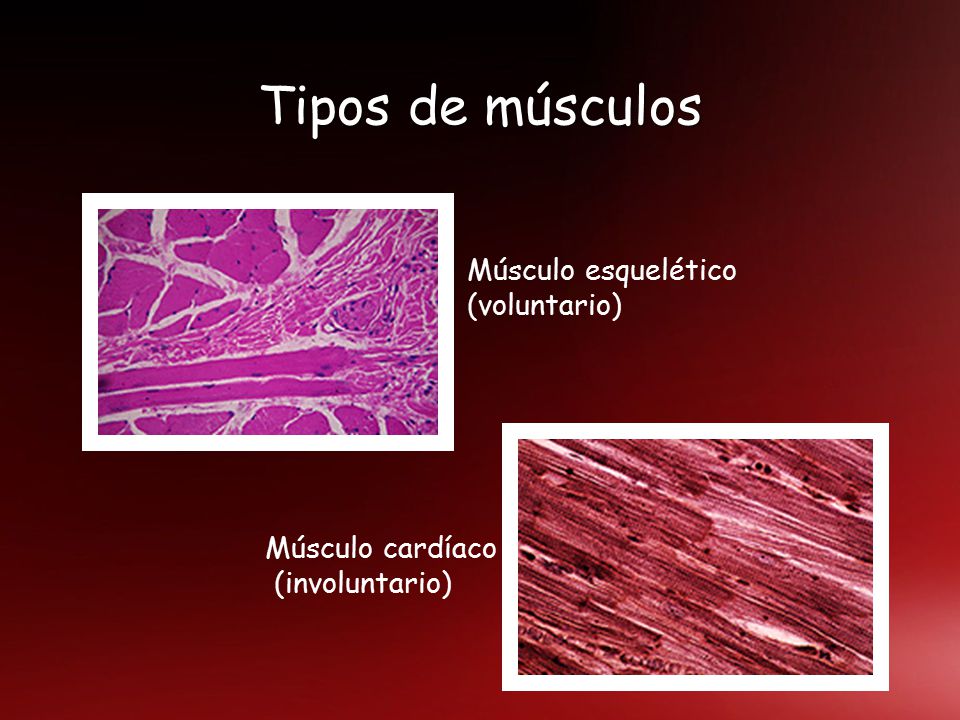 Tipos de músculos Músculo esquelético (voluntario) Músculo cardíaco