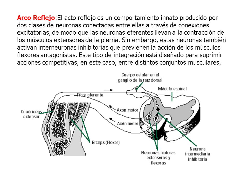 Arco Reflejo:El acto reflejo es un comportamiento innato producido por dos clases de neuronas conectadas entre ellas a través de conexiones excitatorias, de modo que las neuronas eferentes llevan a la contracción de los músculos extensores de la pierna.