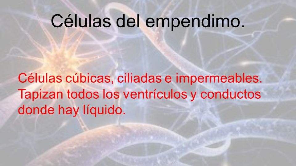 Células del empendimo. Células cúbicas, ciliadas e impermeables.