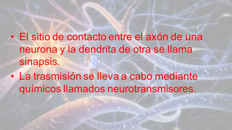 El sitio de contacto entre el axón de una neurona y la dendrita de otra se llama sinapsis.