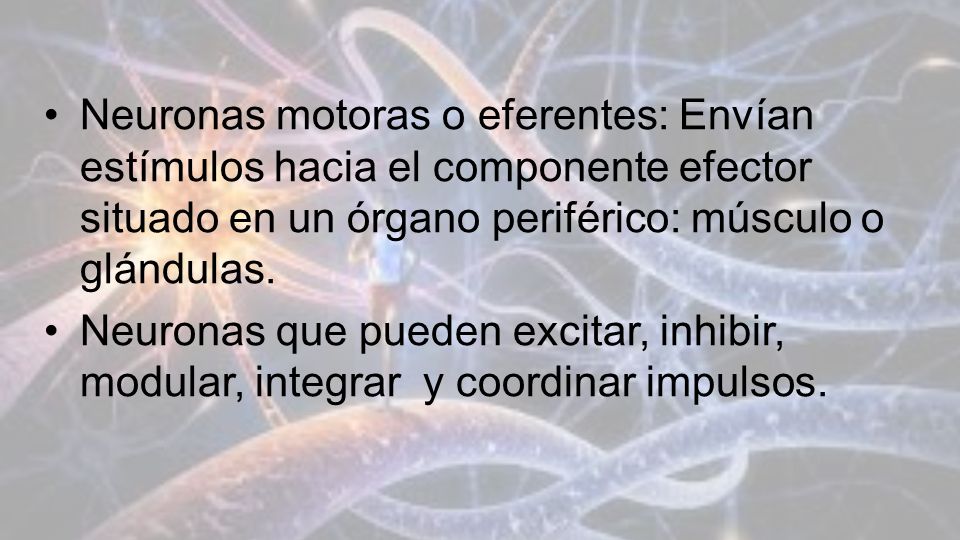 Neuronas motoras o eferentes: Envían estímulos hacia el componente efector situado en un órgano periférico: músculo o glándulas.