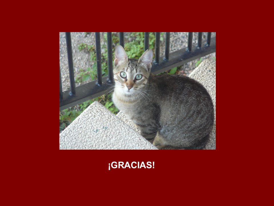¡GRACIAS!