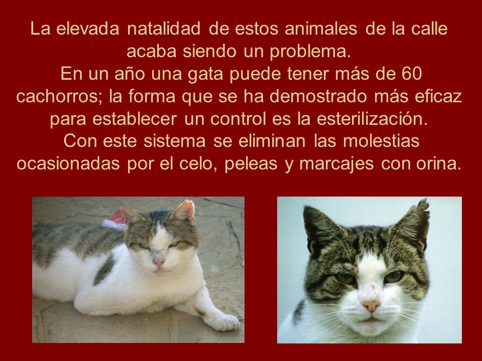 La elevada natalidad de estos animales de la calle acaba siendo un problema.