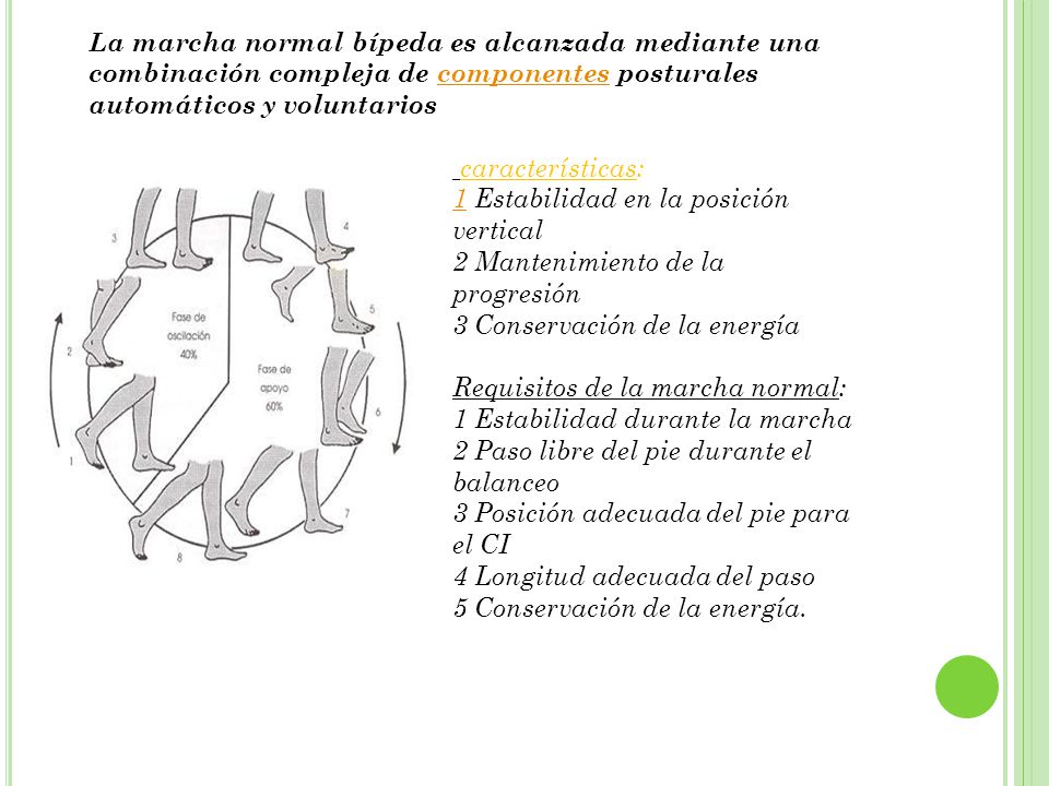 La marcha normal bípeda es alcanzada mediante una combinación compleja de componentes posturales automáticos y voluntarios
