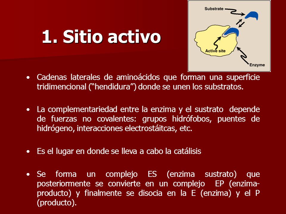 1. Sitio activo Cadenas laterales de aminoácidos que forman una superficie tridimencional ( hendidura ) donde se unen los substratos.