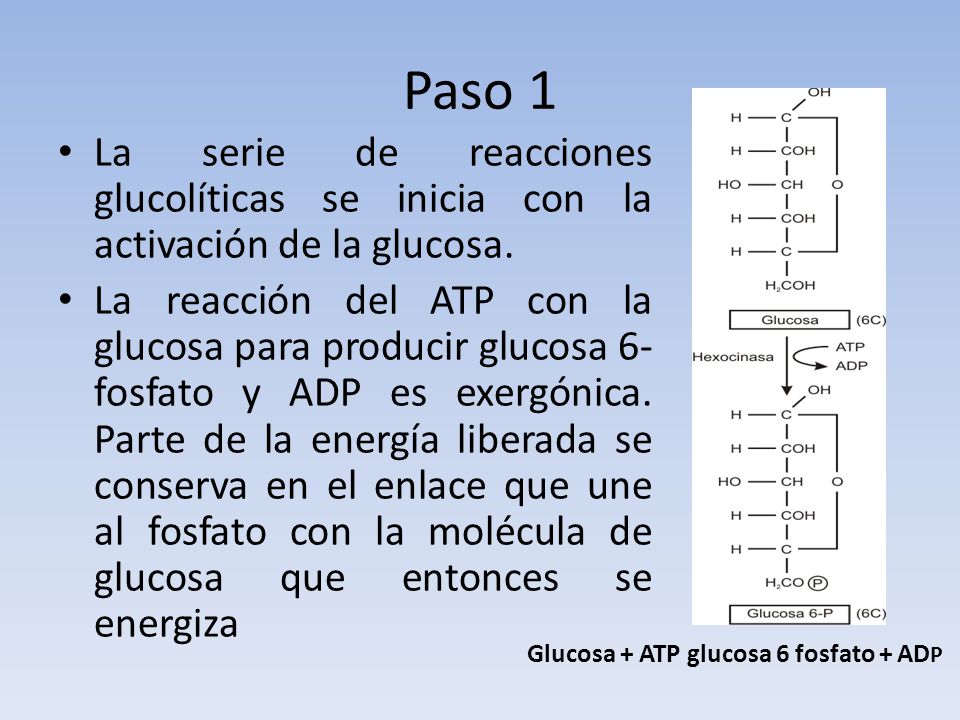 Paso 1 La serie de reacciones glucolíticas se inicia con la activación de la glucosa.