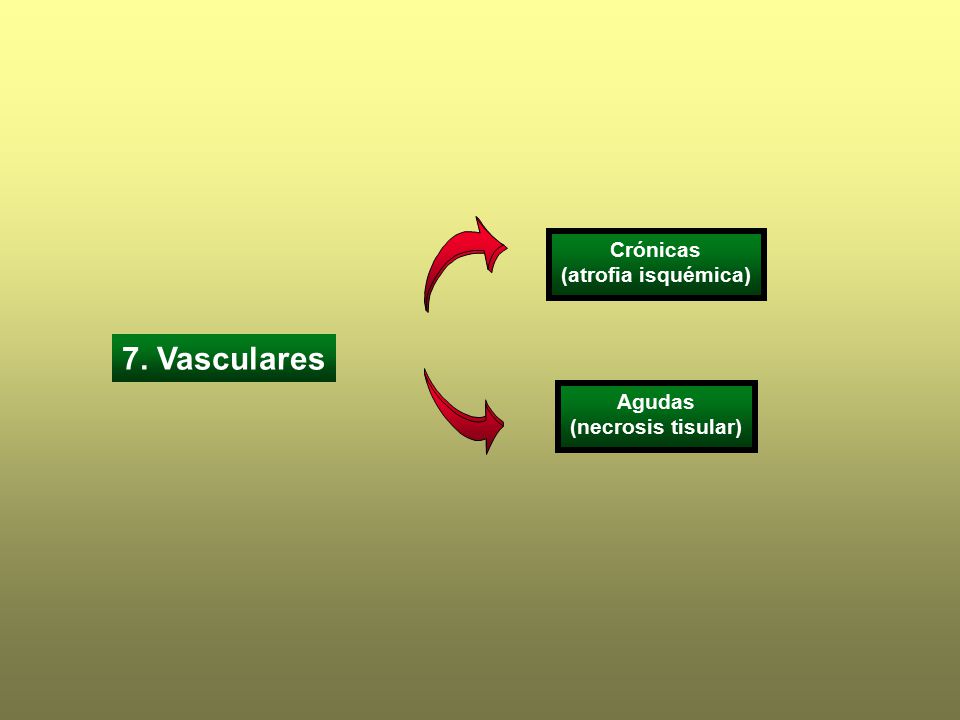 Crónicas (atrofia isquémica) 7. Vasculares Agudas (necrosis tisular)