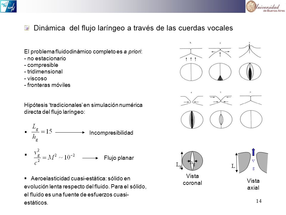 Dinámica del flujo laríngeo a través de las cuerdas vocales