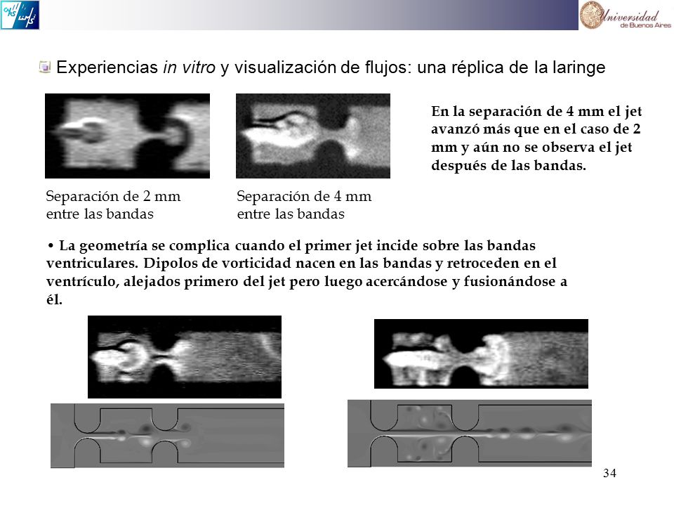 Experiencias in vitro y visualización de flujos: una réplica de la laringe
