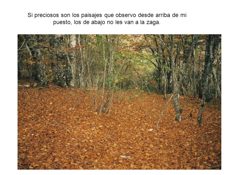 Si preciosos son los paisajes que observo desde arriba de mi puesto, los de abajo no les van a la zaga.