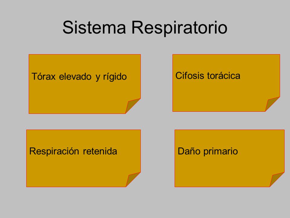 Sistema Respiratorio Tórax elevado y rígido Cifosis torácica