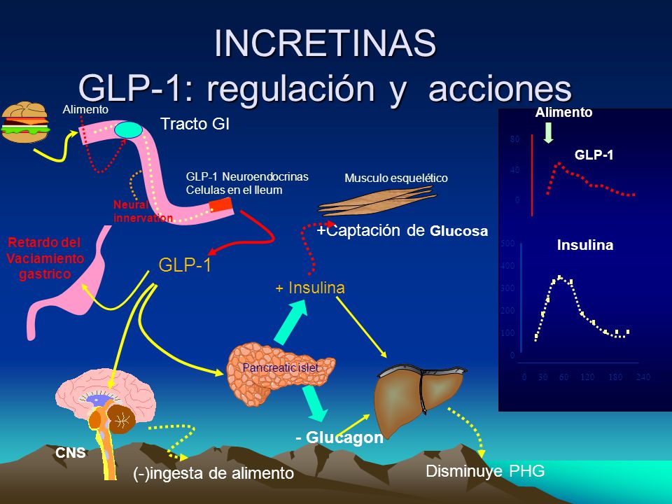 INCRETINAS GLP-1: regulación y acciones