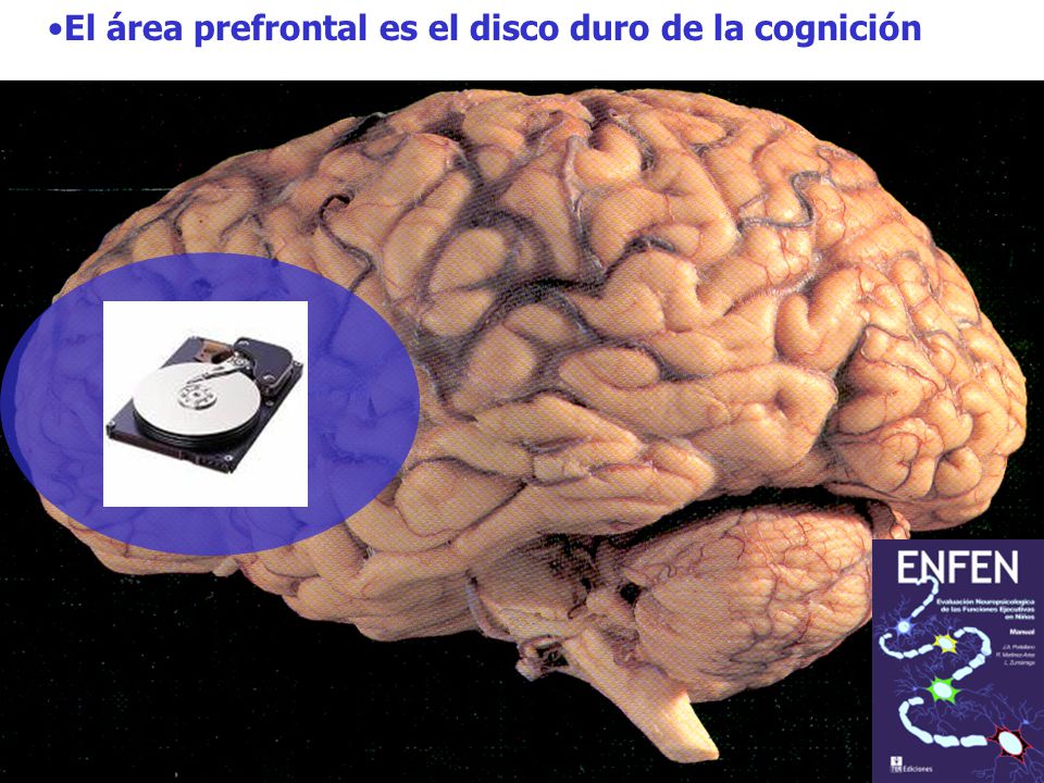 El área prefrontal es el disco duro de la cognición