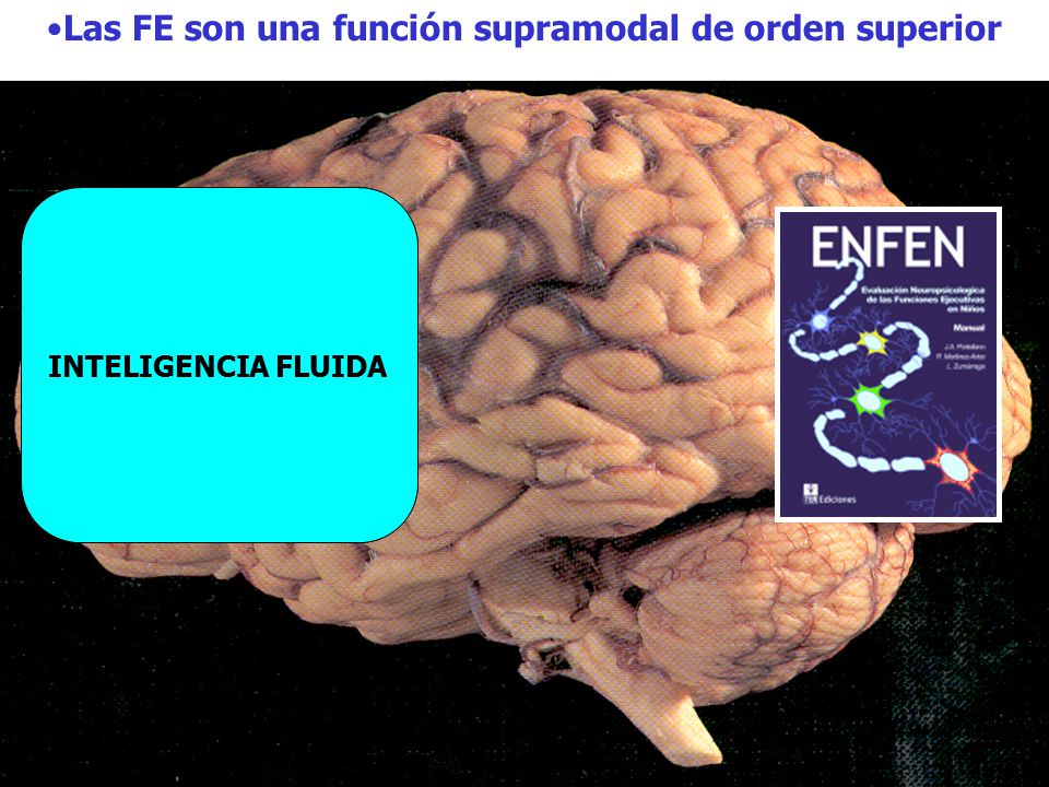 Las FE son una función supramodal de orden superior