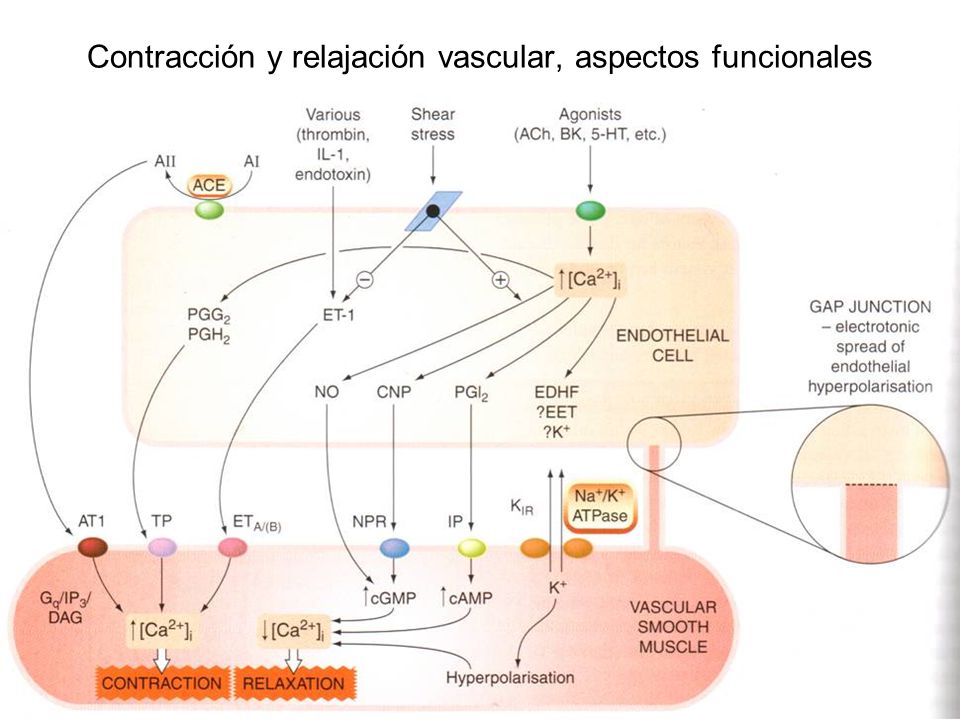 Contracción y relajación vascular, aspectos funcionales