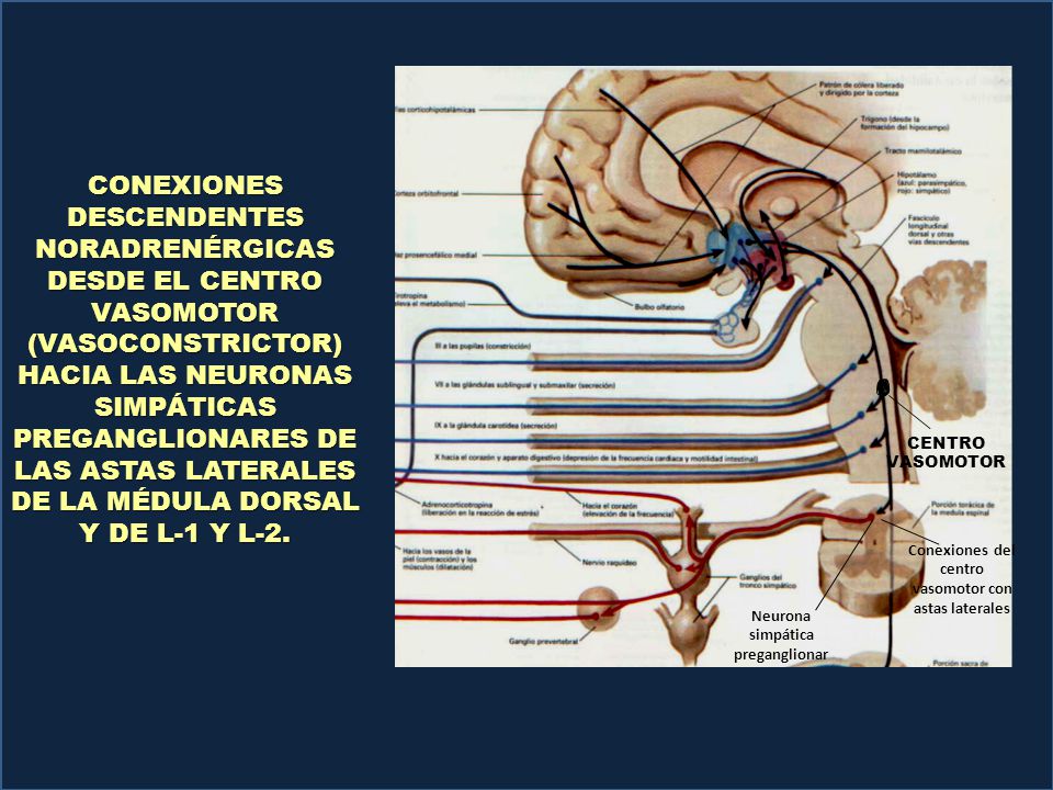 CONEXIONES DESCENDENTES NORADRENÉRGICAS DESDE EL CENTRO VASOMOTOR (VASOCONSTRICTOR) HACIA LAS NEURONAS SIMPÁTICAS PREGANGLIONARES DE LAS ASTAS LATERALES DE LA MÉDULA DORSAL Y DE L-1 Y L-2.