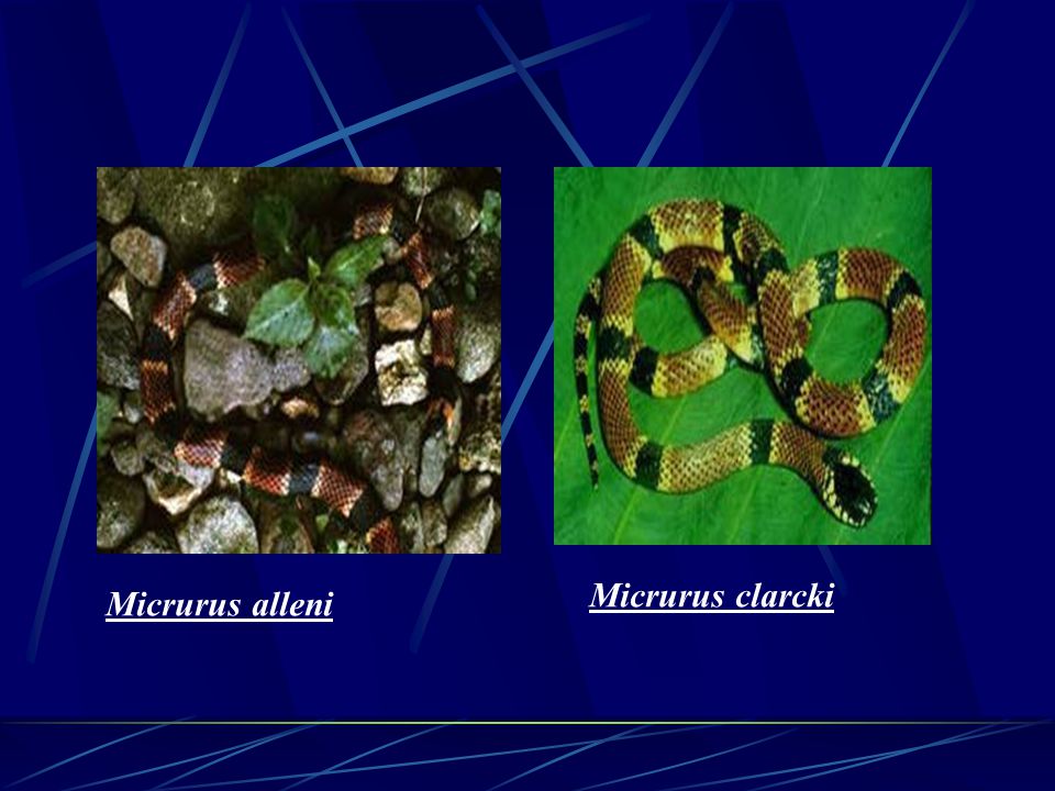 Micrurus clarcki Micrurus alleni