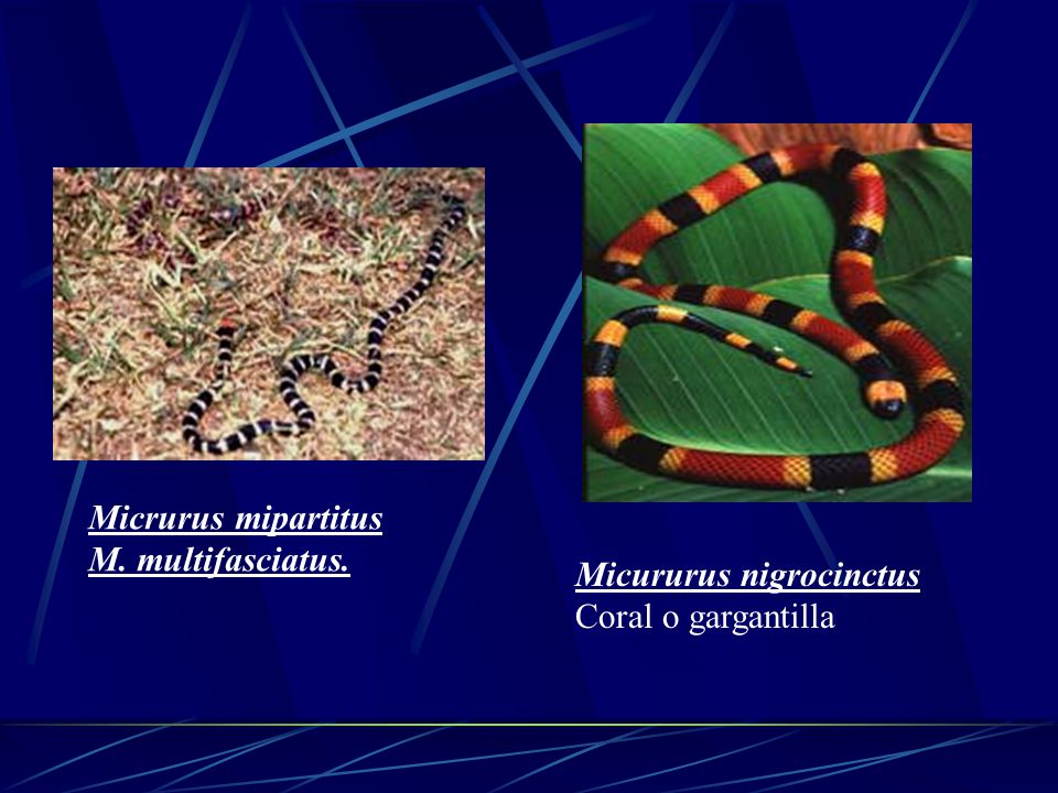 Micrurus mipartitus M. multifasciatus. Micururus nigrocinctus Coral o gargantilla