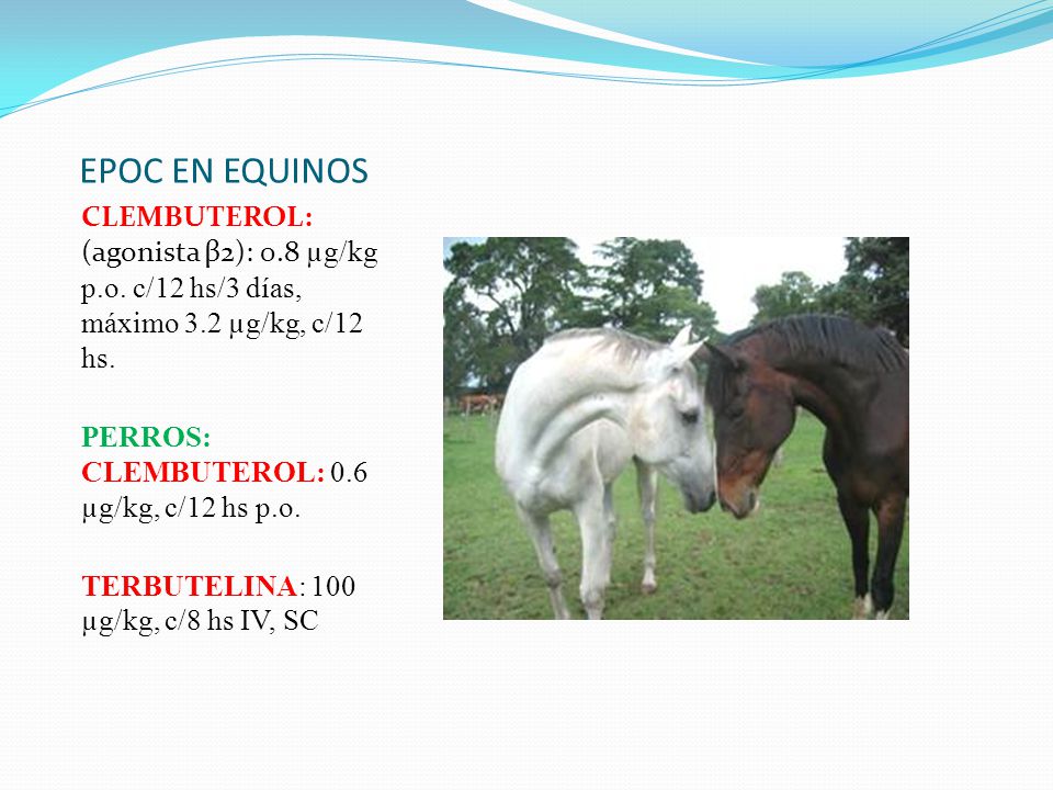 EPOC EN EQUINOS CLEMBUTEROL: (agonista β2): 0.8 µg/kg p.o. c/12 hs/3 días, máximo 3.2 µg/kg, c/12 hs.