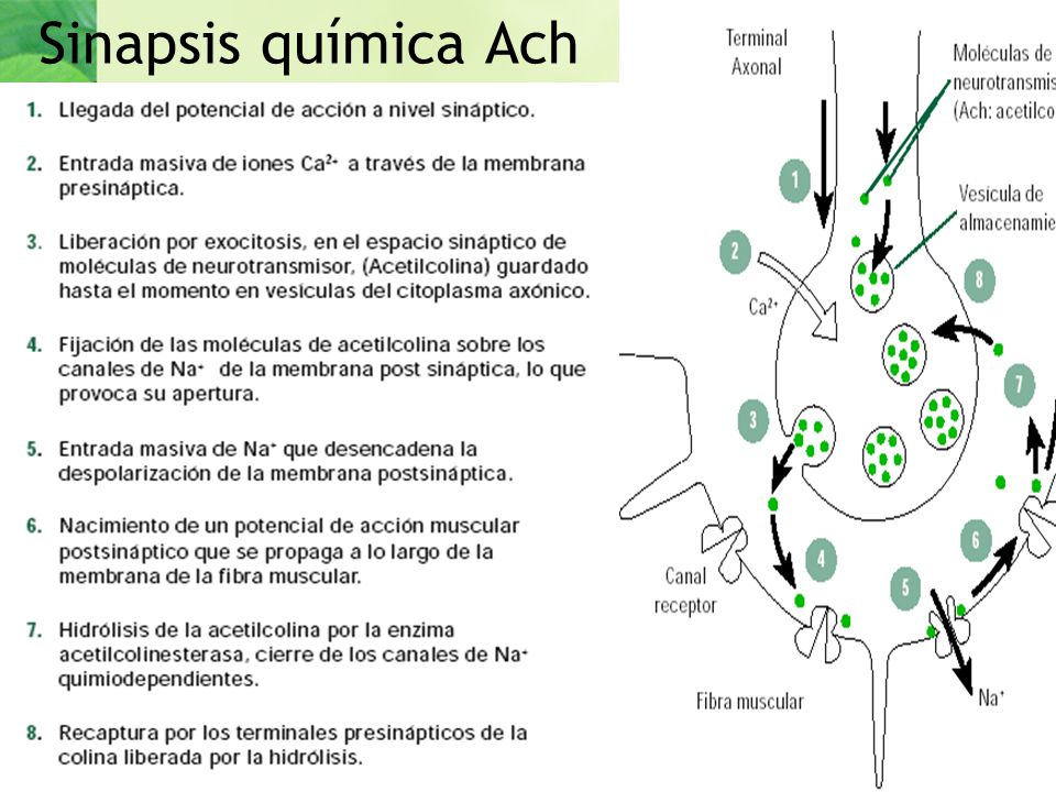 Sinapsis química Ach
