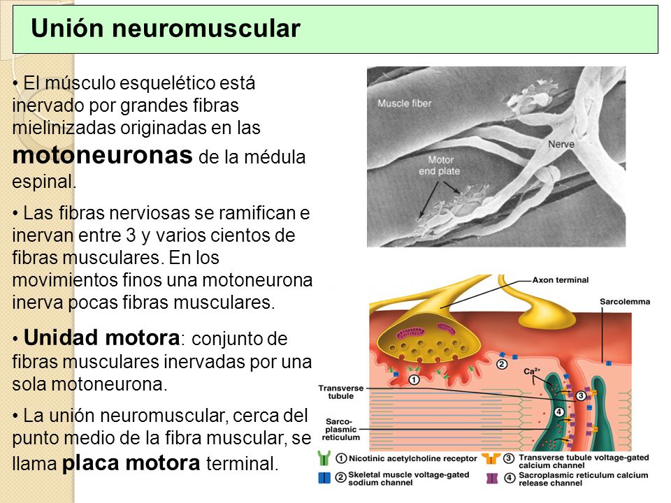 Unión neuromuscular El músculo esquelético está inervado por grandes fibras mielinizadas originadas en las motoneuronas de la médula espinal.
