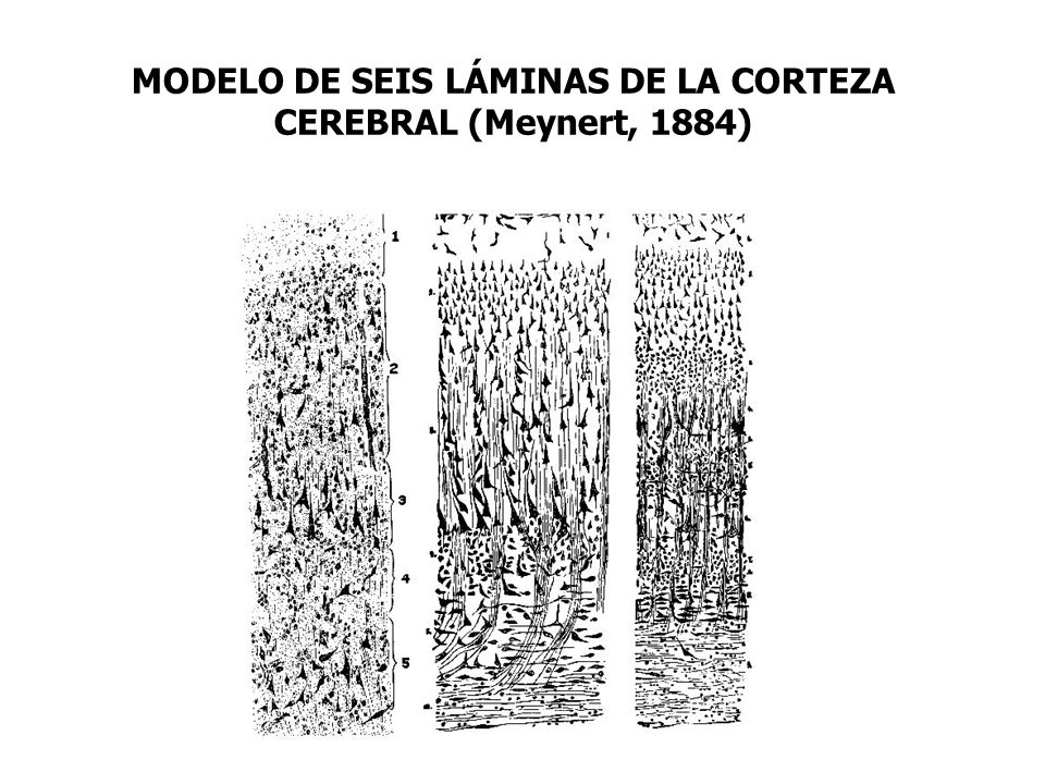 MODELO DE SEIS LÁMINAS DE LA CORTEZA CEREBRAL (Meynert, 1884)‏